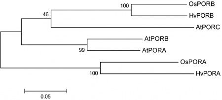 Figure2 Phylogenetic tree of PORs in Arabidopsis, rice and barley.