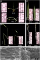 Thumbnail for version as of 14:41, 6 June 2014