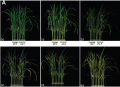 Thumbnail for version as of 13:00, 9 June 2014