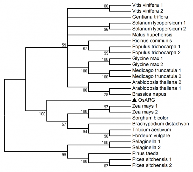 File:Shijc-Os04g0106300-Fig4.png