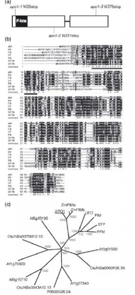 File:Wjt1.jpg