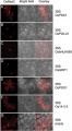 Thumbnail for version as of 14:57, 13 May 2014