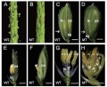 Thumbnail for version as of 03:05, 6 August 2013