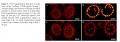 Thumbnail for version as of 14:01, 23 May 2014