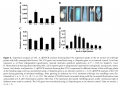 Thumbnail for version as of 08:36, 8 June 2014