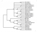 Thumbnail for version as of 17:59, 1 June 2014