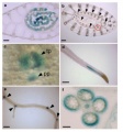 Thumbnail for version as of 13:03, 3 June 2014