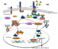 Thumbnail for version as of 11:35, 30 May 2014