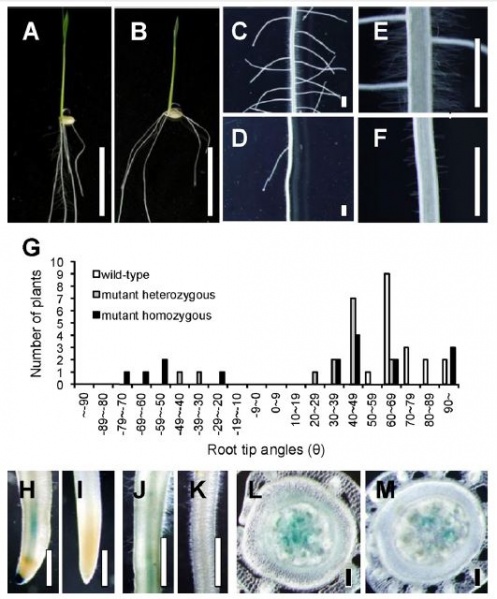 File:Figure 1.JPG