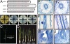 2AP Levels and Their Significant Differences among Nontransgenic Lines and Three Kinds of Transgenic Lines Carrying Different Badh2 CDS Driven by the CaMV35S Promoter.From Ref.1.