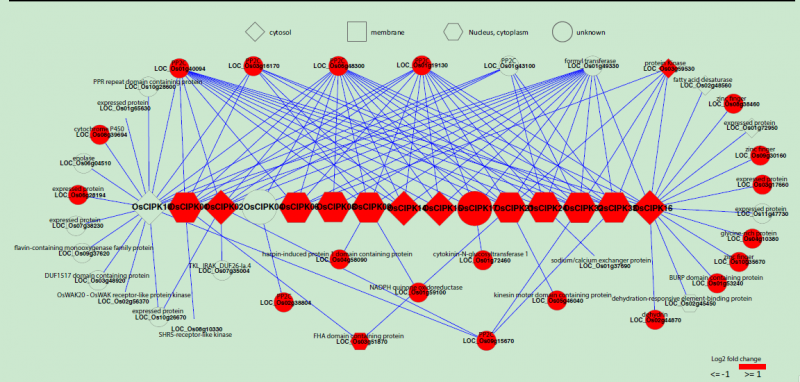 File:OsCIPK family Functional.png
