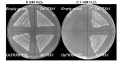 Thumbnail for version as of 10:43, 2 January 2015