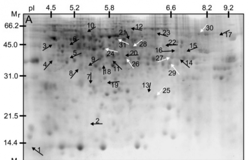 File:IC4R009-Proteomic-2007-17385905-f3a.png