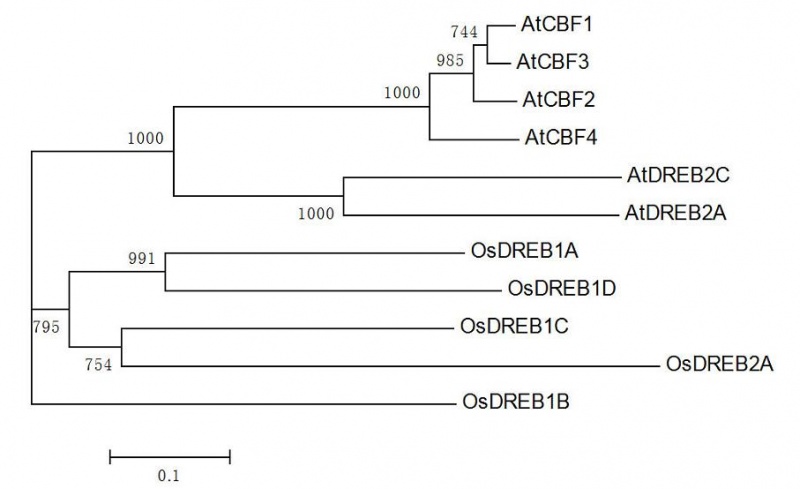 File:Evolution fig5.jpg