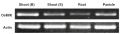 Thumbnail for version as of 14:18, 10 August 2016