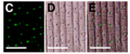 Thumbnail for version as of 13:42, 11 September 2016
