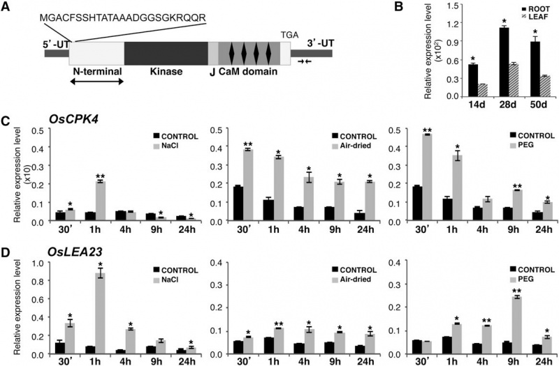 File:OsCPK4 Expression.jpg