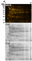 Thumbnail for version as of 04:04, 5 August 2016