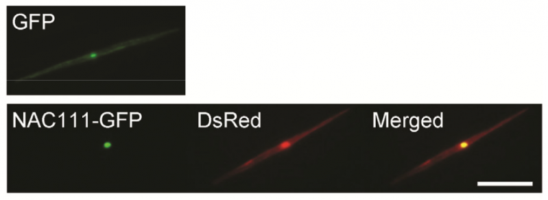 File:71-Os10g0177000.png