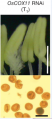 Thumbnail for version as of 17:17, 7 June 2014