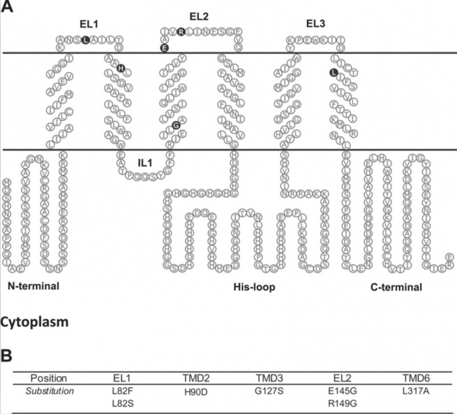 File:HF5.jpg