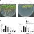 Thumbnail for version as of 07:24, 3 June 2014