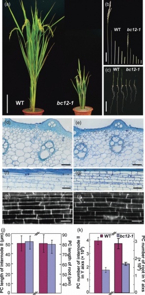 File:Phenotype1.jpg