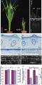 Thumbnail for version as of 10:19, 1 June 2014