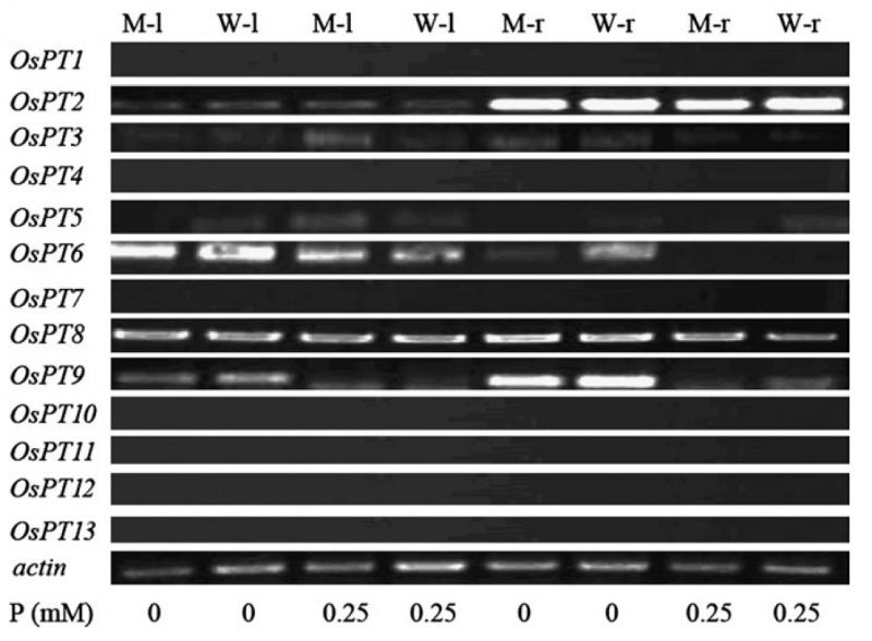 File:Shijc-Os03g0100800-Fig5.jpg