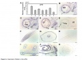 Thumbnail for version as of 15:57, 22 May 2014