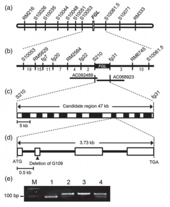 Figure 1. Map-based cloning of the fgl locus.