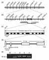 Thumbnail for version as of 09:03, 10 June 2014