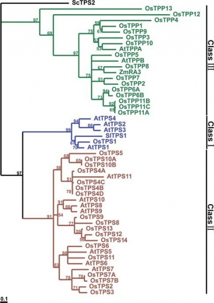 File:TPP Phylogenetic1.jpg