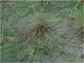 Wild rice (O. rufipogon)..png