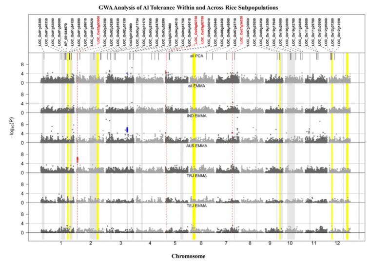 File:Gwas-1.PNG
