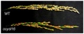 Thumbnail for version as of 03:35, 30 August 2013