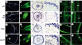 Thumbnail for version as of 10:17, 27 December 2014