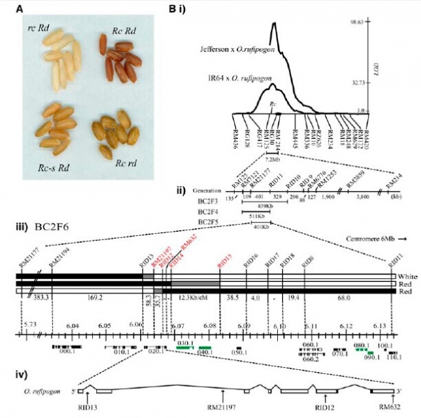 File:Mapping of Rc.jpg