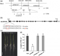 Thumbnail for version as of 16:39, 26 December 2014