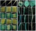 Histochemical localization of GUS activity in wild type and O1O2.jpg