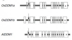 Osddm1a.jpg