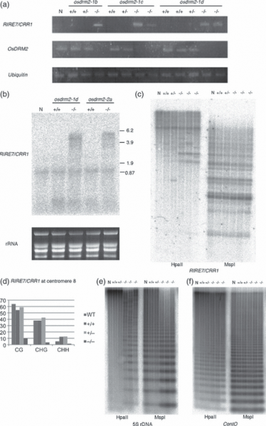 File:Fig.2 OsDRM2.png