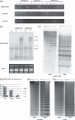 Thumbnail for version as of 02:18, 18 May 2014