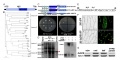 Thumbnail for version as of 06:04, 6 June 2014