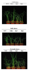 Fig.3 Drought stress tolerance of RCc3:OsNAC5 and GOS2:OsNAC5 plants.(From reference [6]).