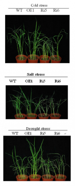 File:Fig.3 OsNAC5.png
