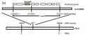 Thumbnail for version as of 13:38, 20 March 2015