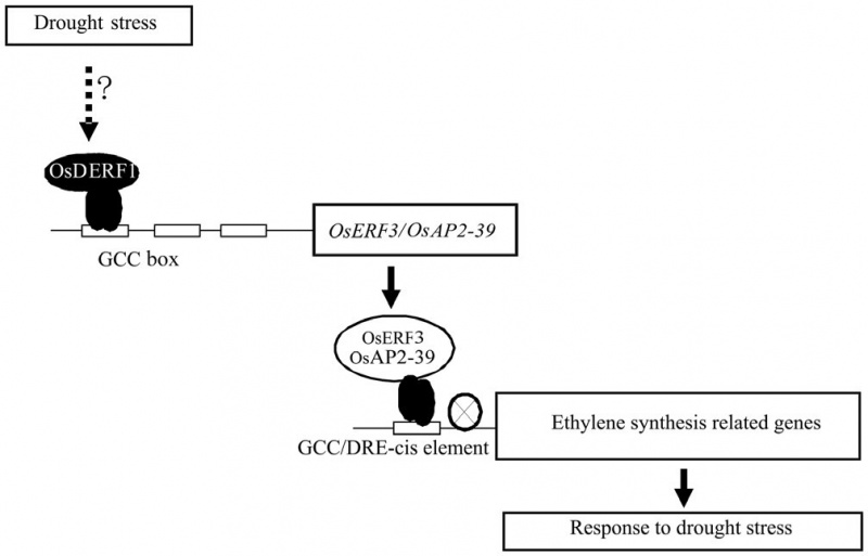 File:OsDERF1 Function1.jpg