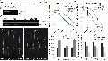 Thumbnail for version as of 06:23, 26 December 2014