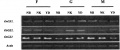 Thumbnail for version as of 08:23, 28 May 2014